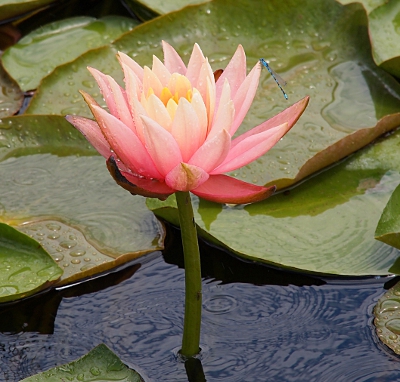 [A pink lily pad bloom rising from the water on a single stem. A small, black-banded blue dragonfly is on the tip of one petal.]